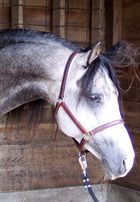 *Max - Shagya-Arabian Stallion