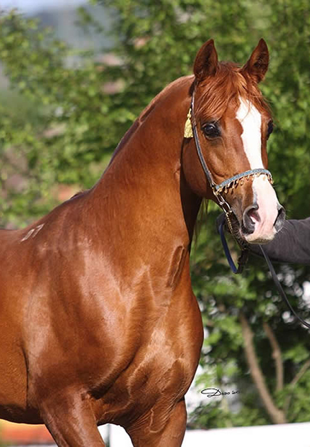 Pagur - Arabian Stallion