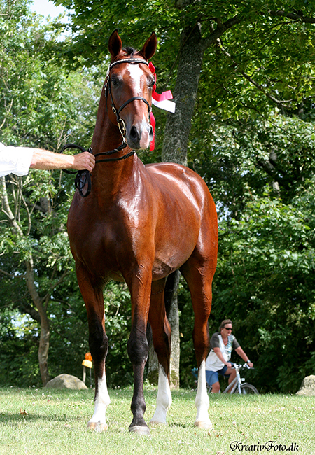 Dartan - Arabian Stallion