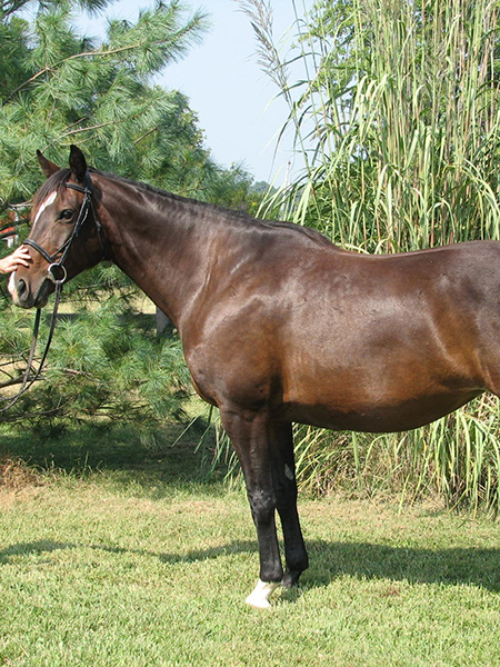 Hungarian Sportlo Lilly