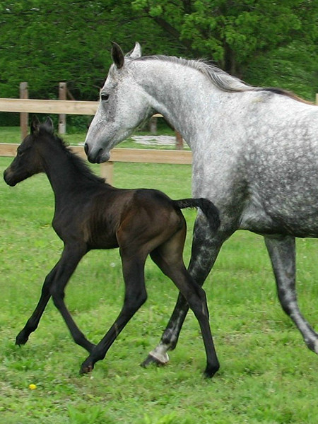 Hungarian WineGlass Sonoma