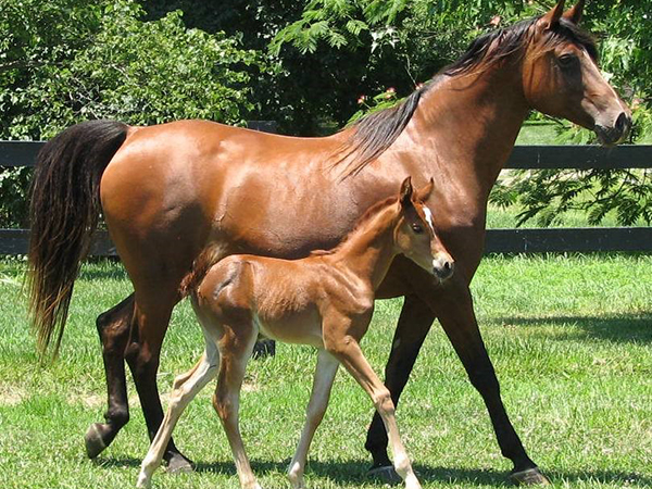 WineGlass Marsalla and WineGlass Madiera