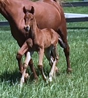 WineGlass Marsalla first filly, WineGlass Marsanne
