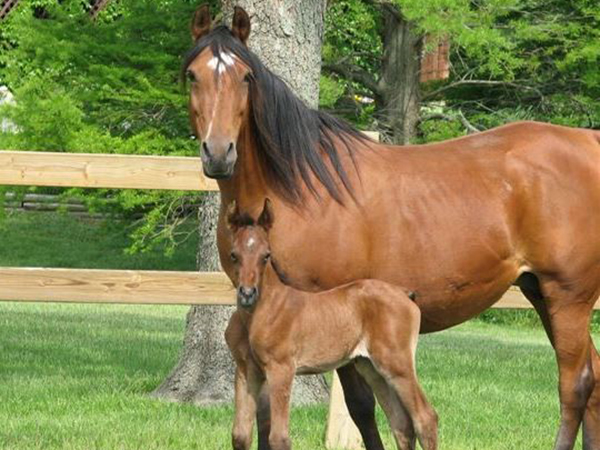 WineGlass Voodu and colt