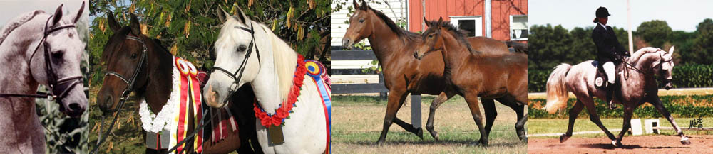 Banner image of WineGlass Horses