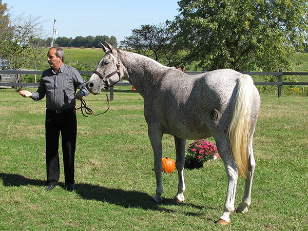 Shagya-Arabian Mare Faith